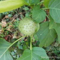 Datura metel L.